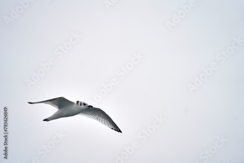 Black-legged Kittiwake gull flying (Rissa tridactyla)