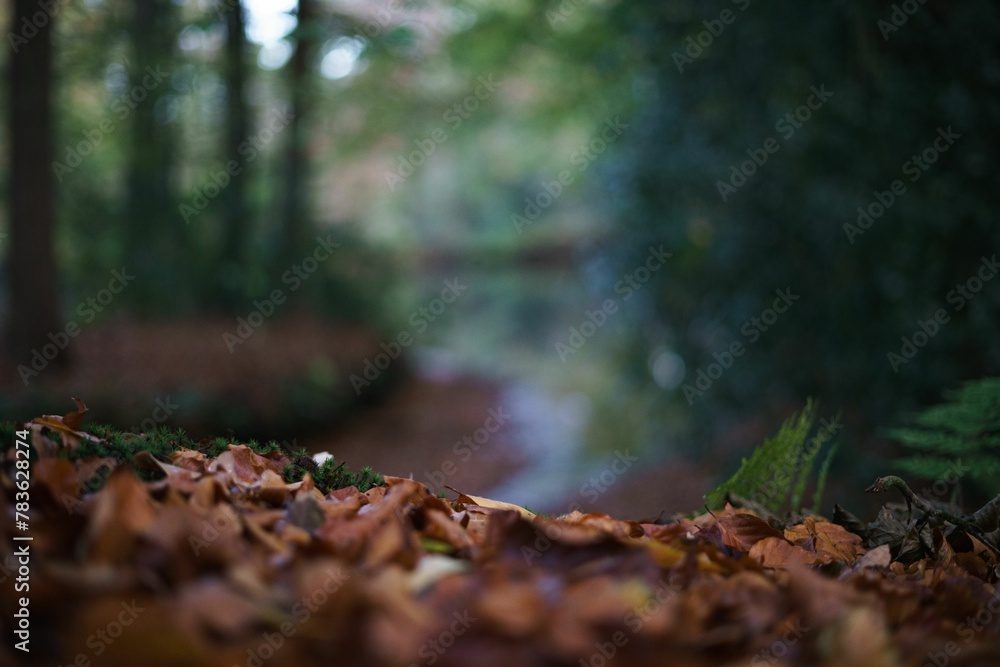 Selective focus shot of autumn leaves on the ground in the woods Selective focus shot of autumn leaves on the ground in the woods