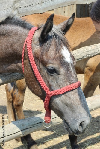 Vertical closeup shot of a domestic horse with a bridle behind the fence © Wirestock