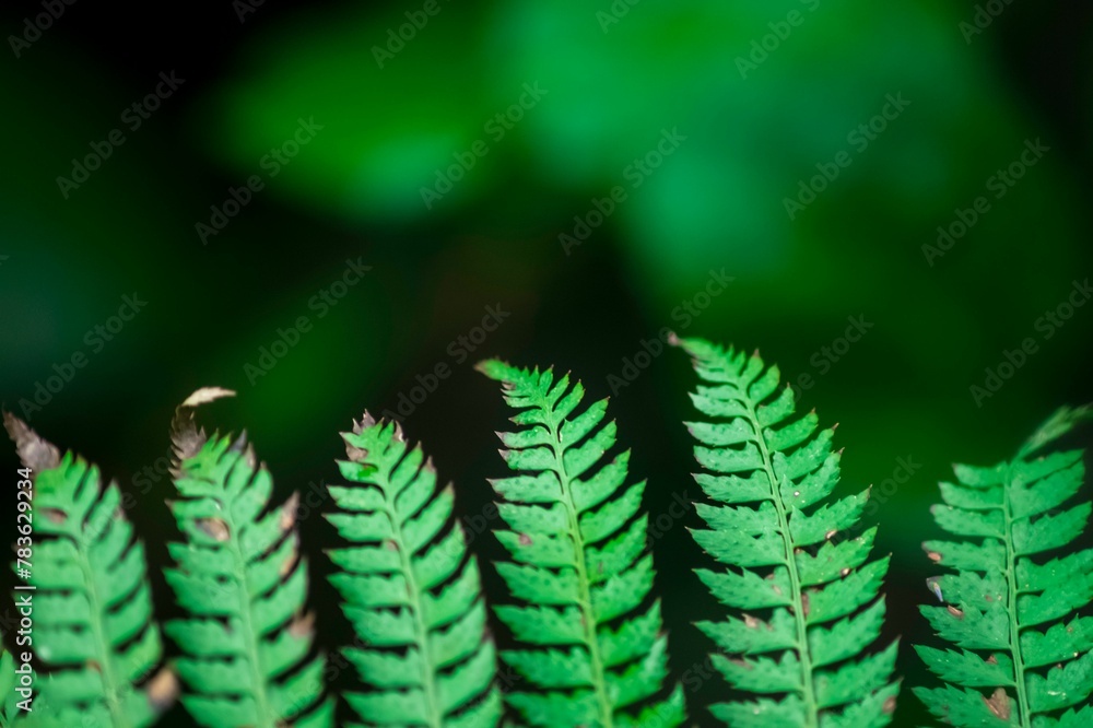 Closeup of a tree branch with green leaves on blurred background Closeup of a tree branch with green leaves on blurred background