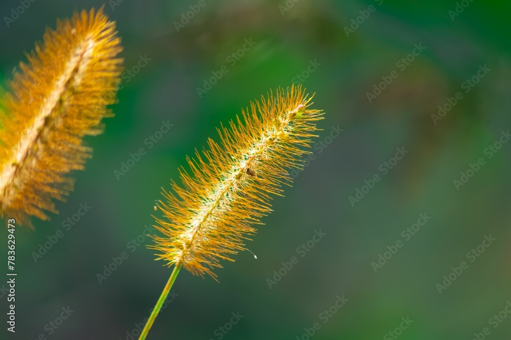 Closeup of Setaria plant in a garden with blurred background