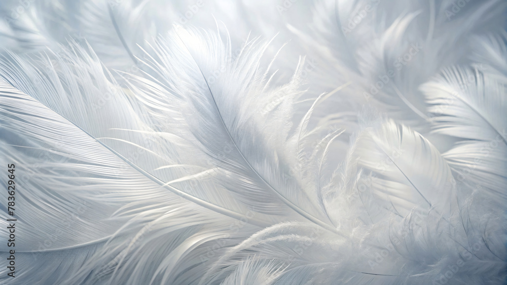 Soft White Feathers Texture with White Background Soft White Feathers Texture with White Background
