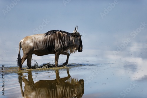 Scenic shot of a blue wildebeest walking in the shallow part of  the water with its reflection in it
