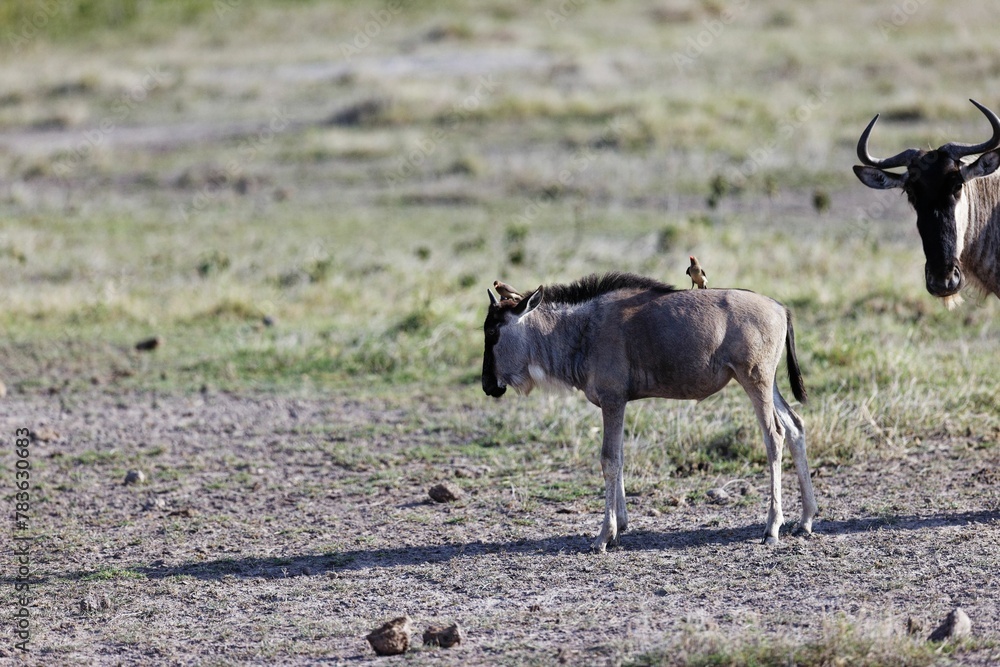Naklejka premium On the back of a young Wildebeest in Amboseli National Park