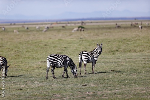 Aerial view of Plain zebras standing on greenery field