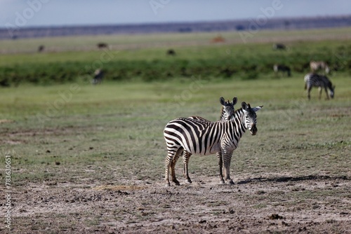 Aerial view of Plain zebras standing on greenery field