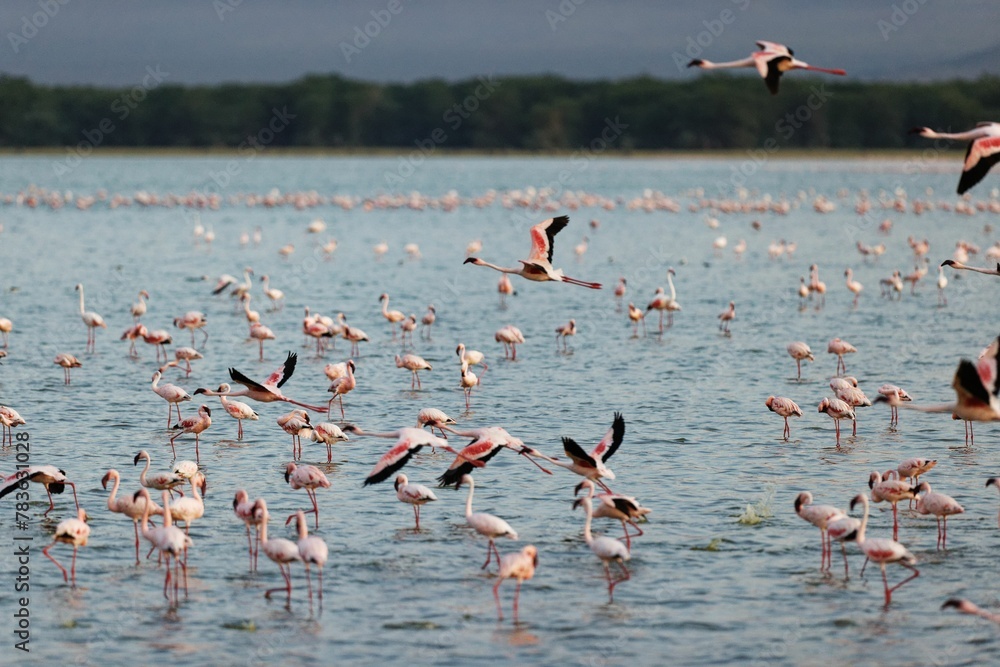 Fototapeta premium Flock of flamingos in the shallow waters in Amboseli National Park, Kenya