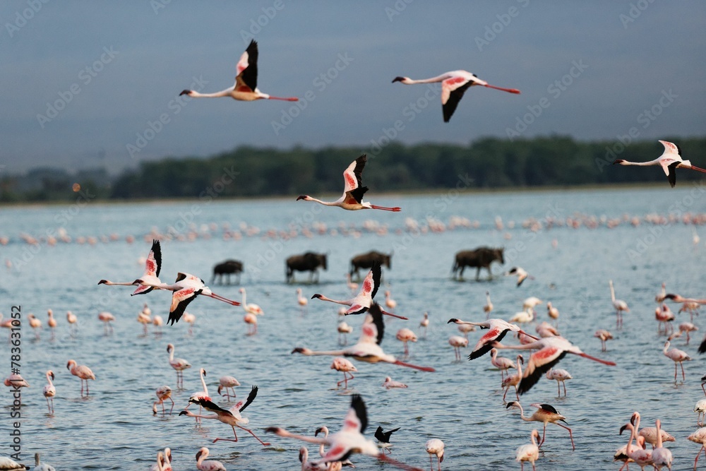 Flock of flamingos and wildebeests walking on water in Amboseli National Park, Kenya