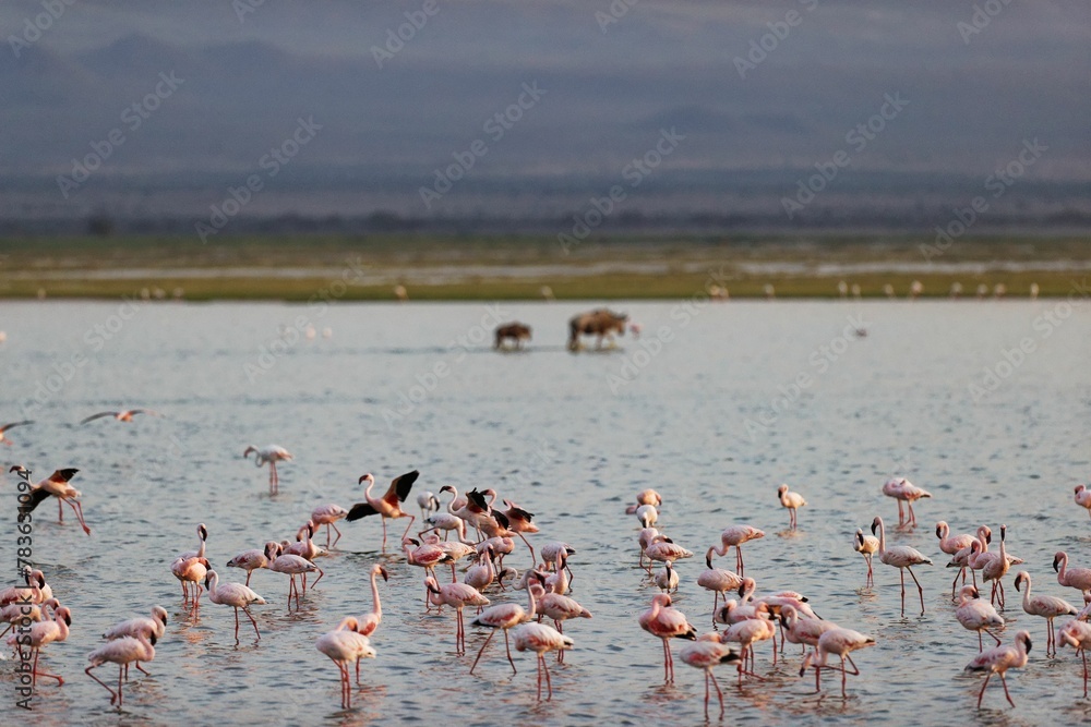 Naklejka premium Flock of flamingos and wildebeests walking on water in Amboseli National Park, Kenya
