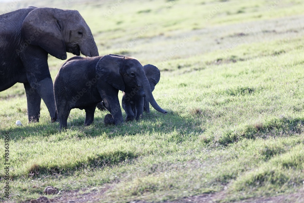 Fototapeta premium Baby elephant with its mother in the Amboseli National Park, Kenya