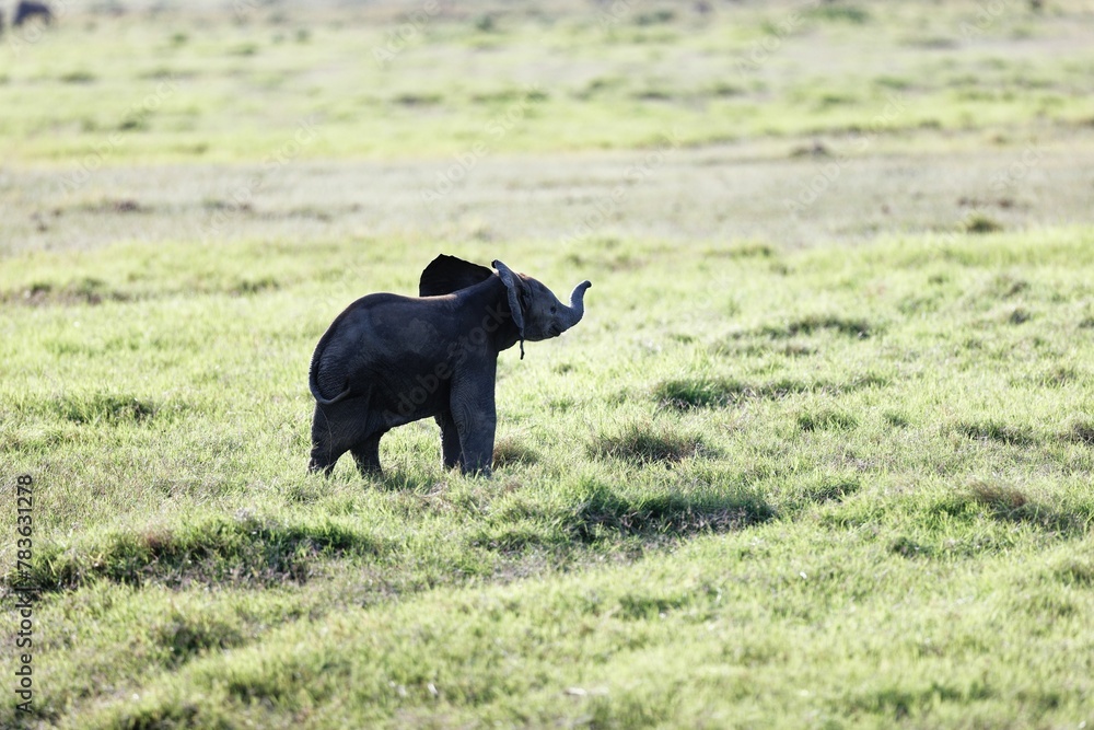 Baby elephant running on the grass in the Amboseli National Park, Kenya Baby elephant running on the grass in the Amboseli National Park, Kenya