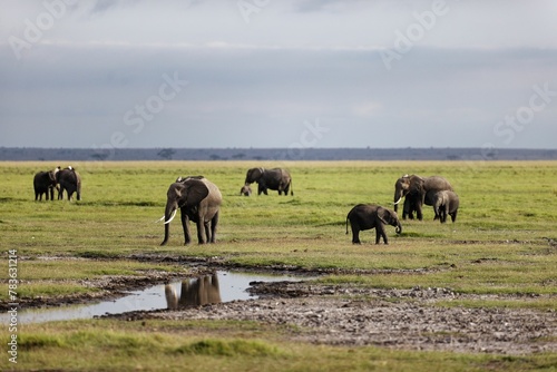 Family of elephants grazing around in the Amboseli National Park  Kenya