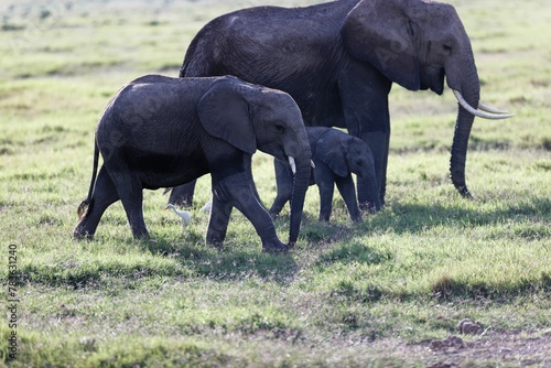 Baby elephant with its mother in the Amboseli National Park  Kenya