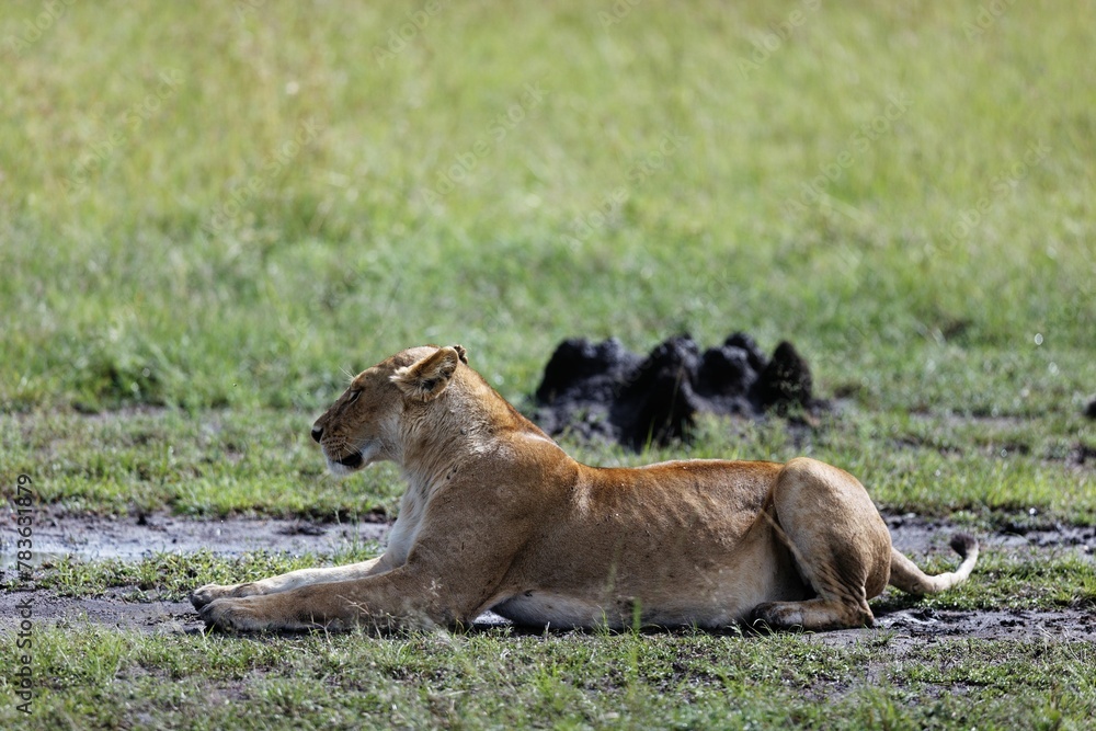 Beautiful view of a lioness laying in the muddy grass in the Masai Mara in Kenya Beautiful view of a lioness laying in the muddy grass in the Masai Mara in Kenya