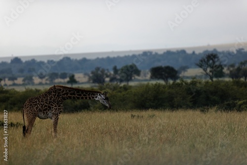 Giraffe bending forward in the grass of the Masai Mara national reserve in Kenya.