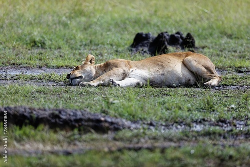 Lioness resting in the mud in the Masai Mara national reserve  Kenya.