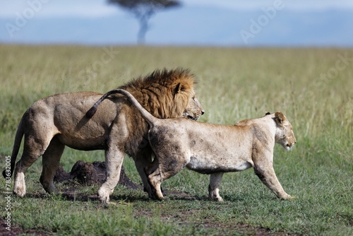 Fotografie Lioness seducing a male lion during mating season in a wildlife preserve on a su