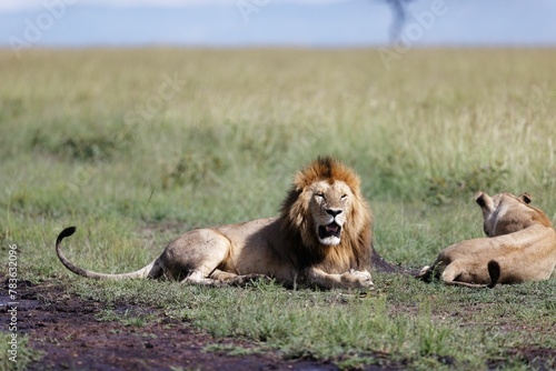 Closeup shot of a male and female lion on a grass field on a sunny day © Wirestock