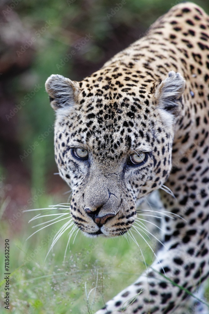 Vertical shot of a leopard moving through the grass of the Masai Mara, Kenya Vertical shot of a leopard moving through the grass of the Masai Mara, Kenya