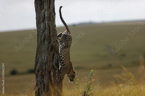 Leaopard climbing out of a tree in the Masai Mara, Kenya photo