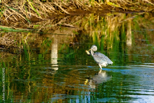 Scenic shot of a great blue heron bird standing on a lake shore on a sunny day