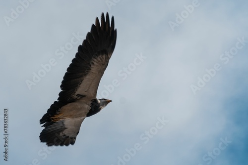 Closeup undershot of a big black eagle flying over cloudy sky photo