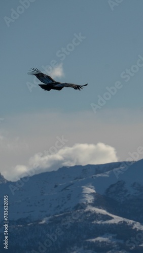 Great Andean condor flying over snowy mountains with blue sky and clouds in the background