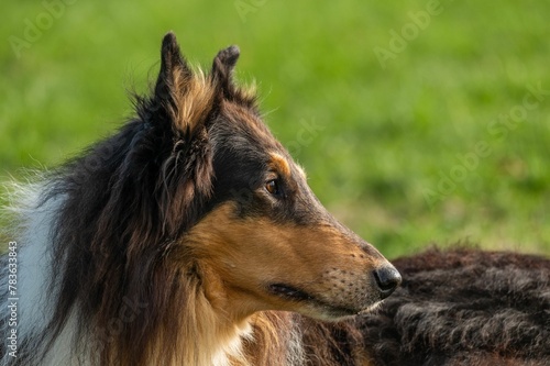 Closeup profile view of an American Collie