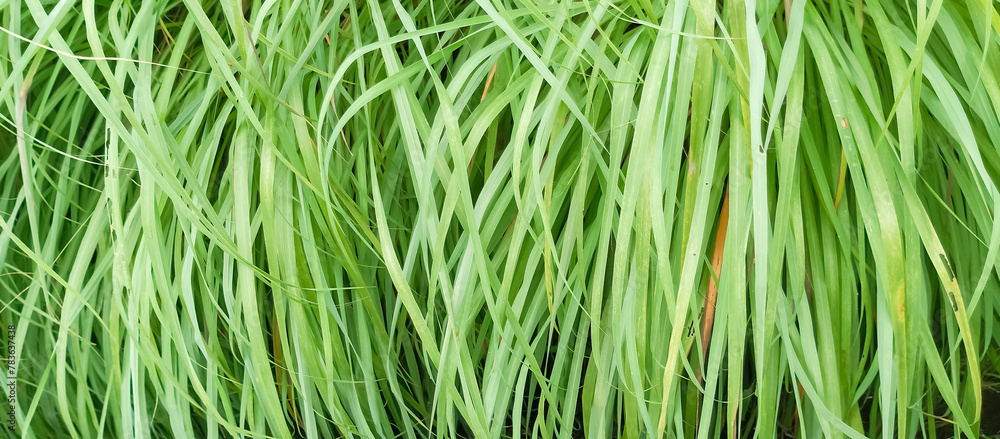 Home decorative plants, taken at close range Home decorative plants, taken at close range