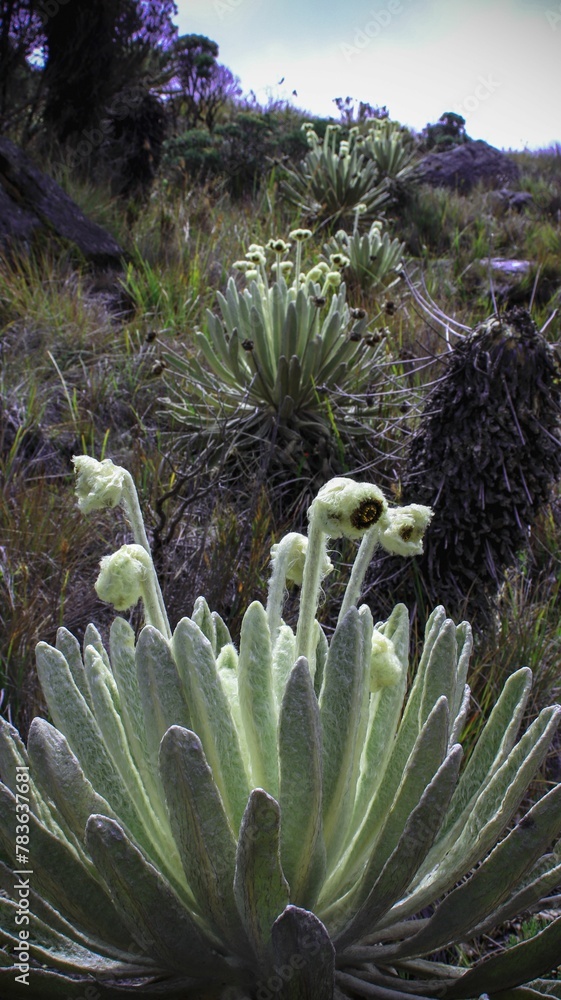 Obraz premium Closeup of beautiful green Ruilopezia plants in rocky and grassy valley