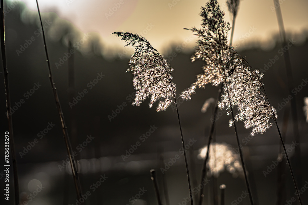 Phragmites australis -dried reed in spring under the light of the setting sun in podlasie ,Poland. - obrazy, fototapety, plakaty 