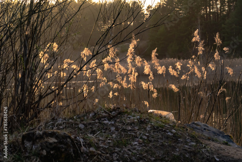 Phragmites australis -dried reed in spring under the light of the setting sun in podlasie ,Poland.