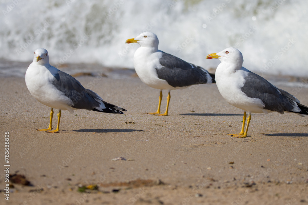 Fototapeta premium Three seagulls on a sandy beach
