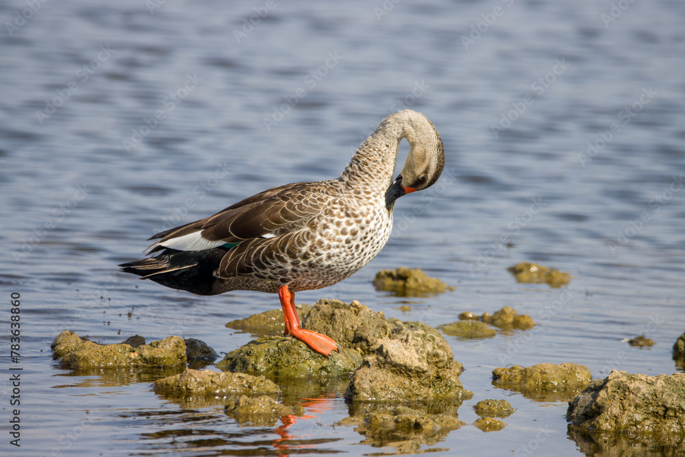 Closeup shot of a Mallard in a rocky shore Closeup shot of a Mallard in a rocky shore