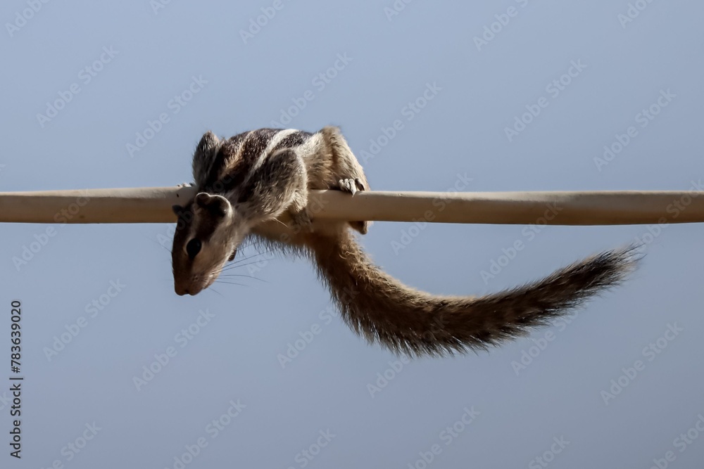 White and gray squirrel hanging from wooden pole White and gray squirrel hanging from wooden pole