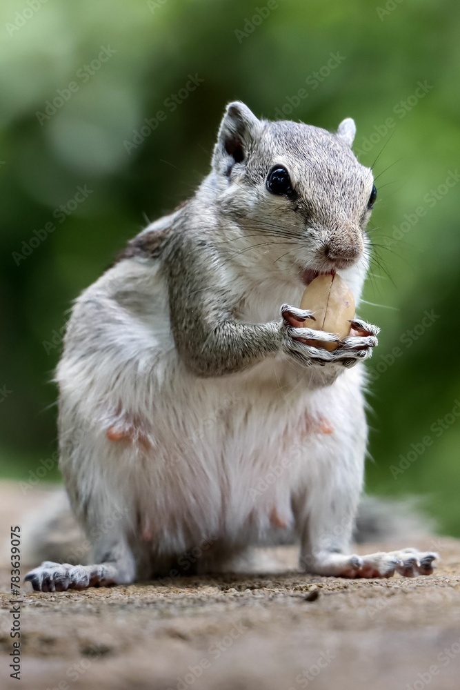 Vertical close-up shot of a chipmunk eating nuts on the ground Vertical close-up shot of a chipmunk eating nuts on the ground