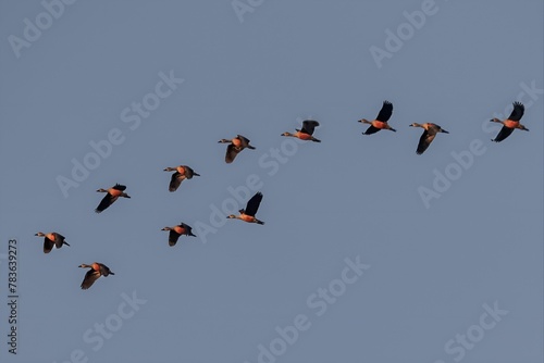 Beautiful flock of birds, cranes flying in the cloudless blue sky photo