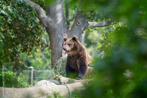Adorable brown bear on a tree trunk surrounded by evergreen trees during daytime