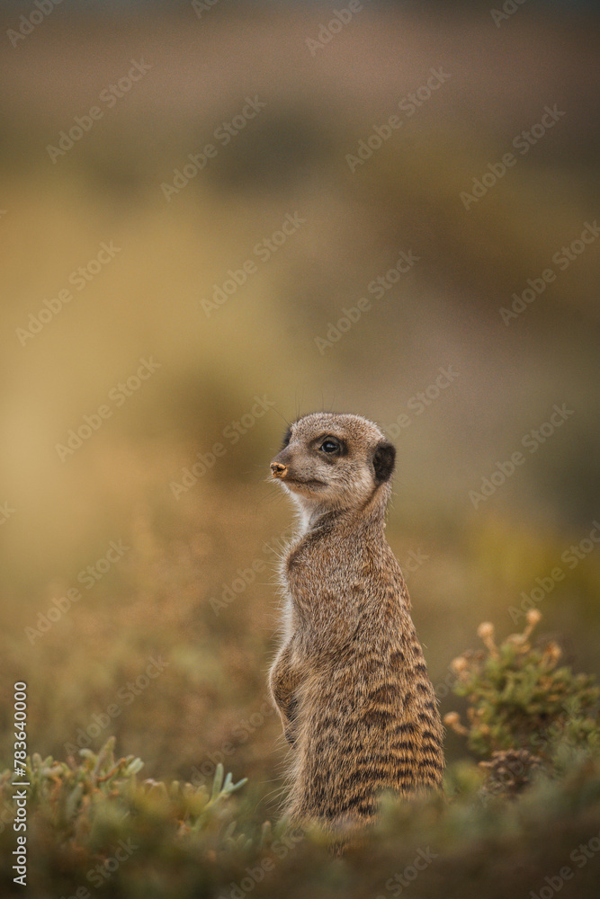 Fototapeta premium meerkat on the lookout