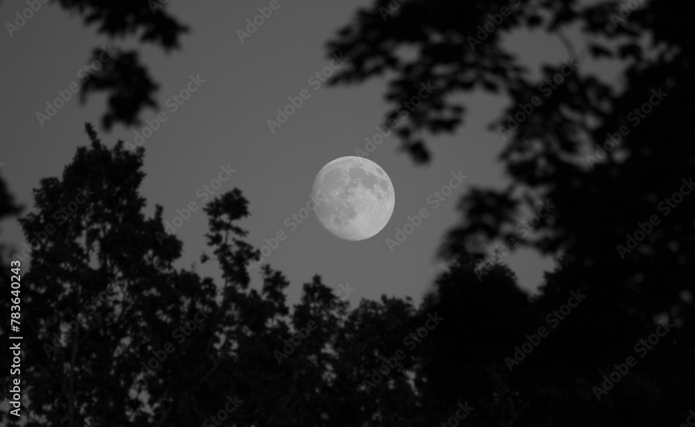 Full moon from the silhouette of tree branches Full moon from the silhouette of tree branches
