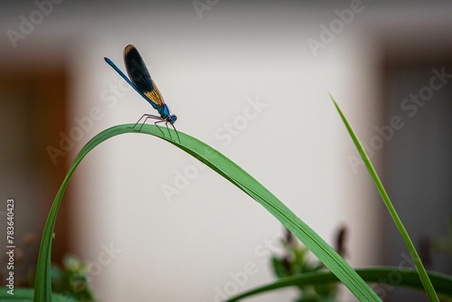 Closeup of a dragonfly perched on a green leaf of a plant © Wirestock