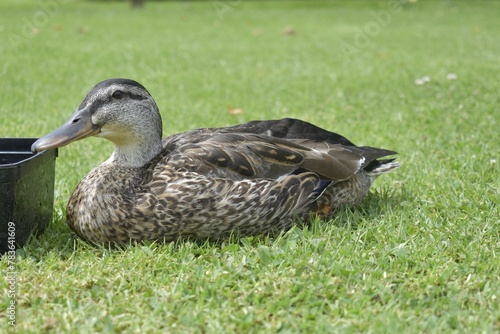 a curious mallard looking and sitting