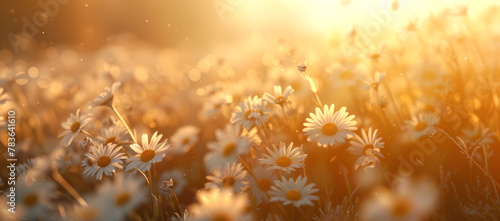 Beautiful daisies in the field at sunset. Nature background  © Pixelmagic
