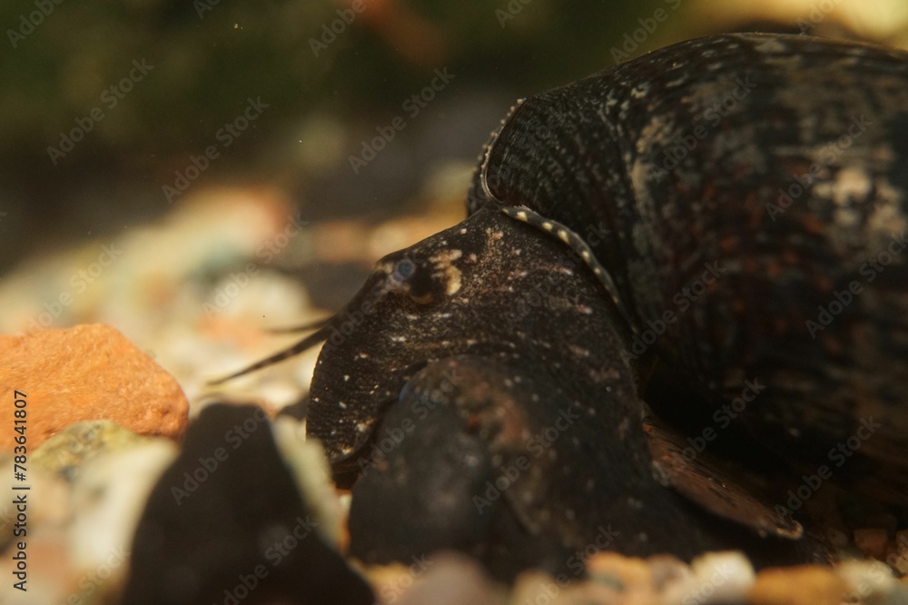 Obraz premium Close-up shot of a Black Devil Snail (Faunus ater)