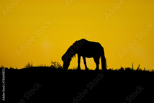 Horse silhouette on sunset background in Rachel Carson Reserve  North Carolina