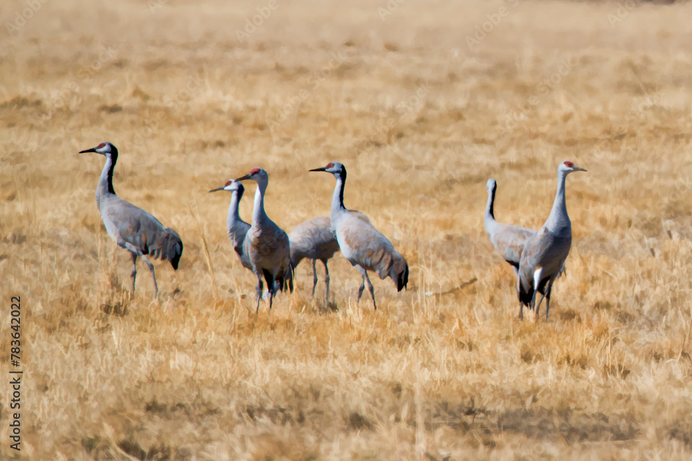 Close-up shot of Sandhill Cranes in the field Close-up shot of Sandhill Cranes in the field