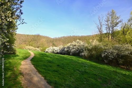 Beautiful spring landscape with blooming trees and blue sky at sunset