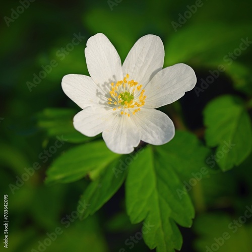 Beautiful little spring flower in the forest. (Anemonoides nemorosa) Spring time in nature.