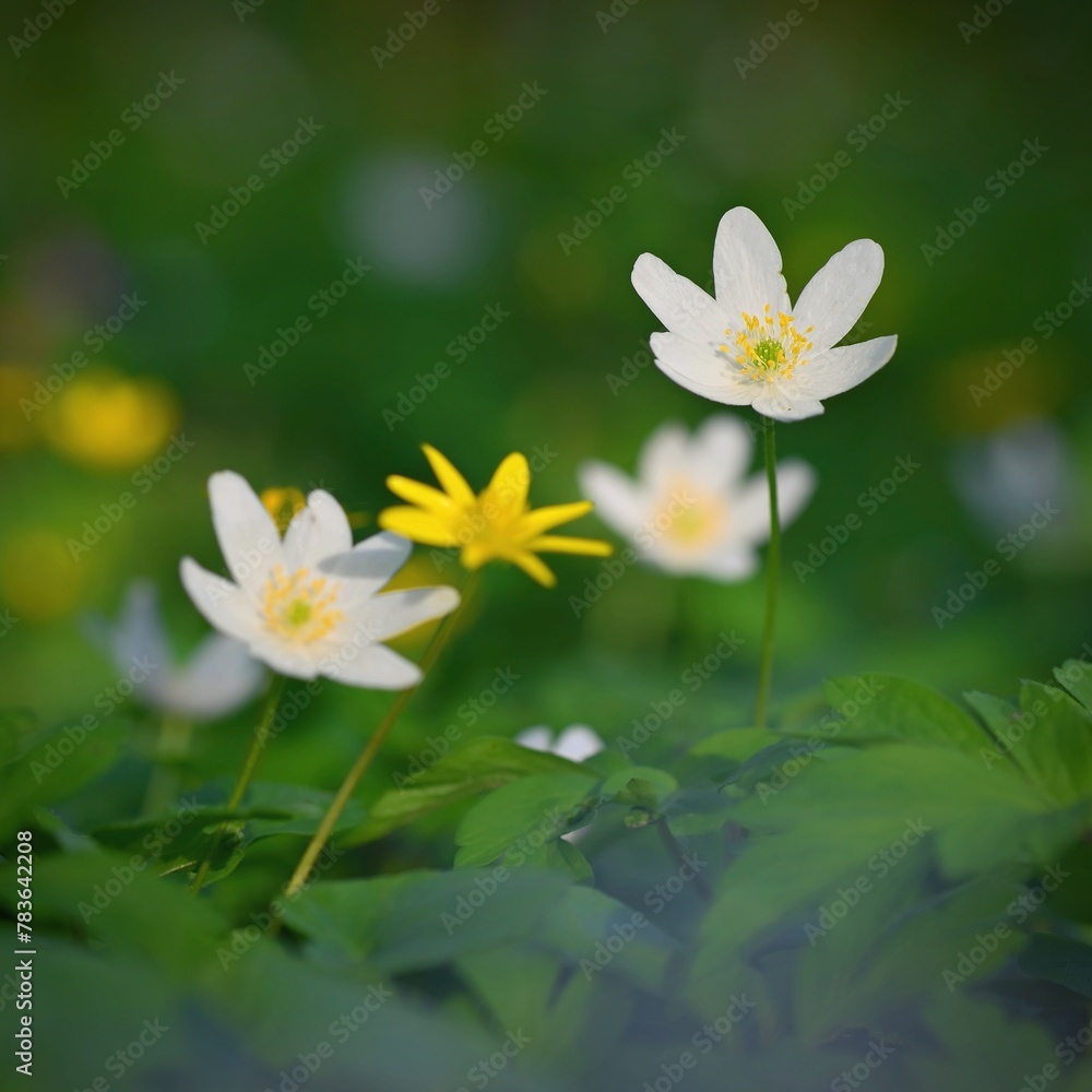 Beautiful little spring flower in the forest. (Anemonoides nemorosa) Spring time in nature. Beautiful little spring flower in the forest. (Anemonoides nemorosa) Spring time in nature.