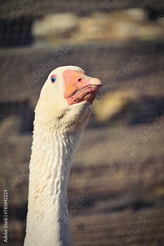 Domestic goose. Funny portrait of an animal on a farm.
